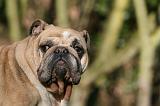 BULLDOG ANGLAIS 126